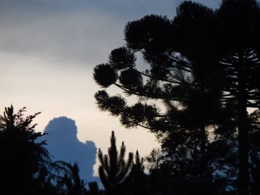 Araucaria (Araucaria angustifolia), arka planda, Apia şehrinde günün sisi ile kaplanmış olan Atlantik ormanı So Paulo ile ön planda vurgulanmıştır..