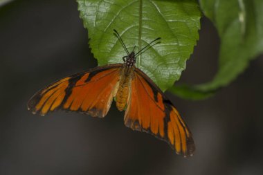 Kelebek (Dione juno) tutku meyvesi yapraklarının üzerine konur (Passiflora edulis))