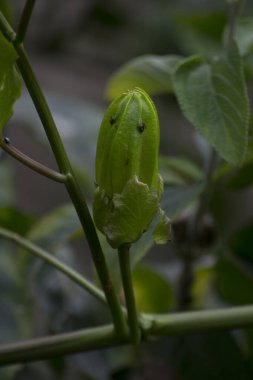 Çarkıfelek çiçeği tomurcuğu (Passiflora edulis) arka planda mavi gökyüzü büyür..