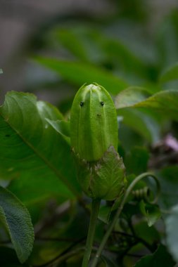 Çarkıfelek çiçeği tomurcuğu (Passiflora edulis) arka planda mavi gökyüzü büyür..