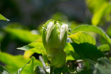 Çarkıfelek çiçeği tomurcuğu (Passiflora edulis) arka planda mavi gökyüzü büyür..