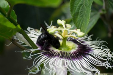 Tutku çiçeği (Passiflora edulis) Bombus atratus arısı ve Afrika arısı Apis mellifera scutellata tarafından tozlaştırılıyor.