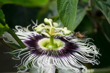 Tutku çiçeği (Passiflora edulis) Bombus atratus arısı ve Afrika arısı Apis mellifera scutellata tarafından tozlaştırılıyor.