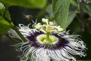 Tutku çiçeği (Passiflora edulis) Bombus atratus arısı ve Afrika arısı Apis mellifera scutellata tarafından tozlaştırılıyor.