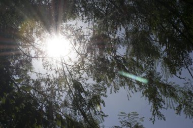 Leucaena ağacının gölgesinden süzülen güneş ışınları (Leucaena löcocephala) daimi bir baklagil..