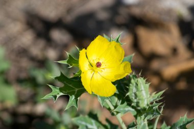 Meksika Argemone bitkisi, Papaveraceae ailesinden, çiçek, yaprak ve meyvelerde bulunur..