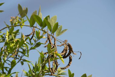 Güvercin bezelye bitkisi (Cajanus cajan), fabaceae familyasından yaprakları, kabukları veya kuru fasulyeleri olan ve olgunlaştığı yerde yetişen bir çalı türü..