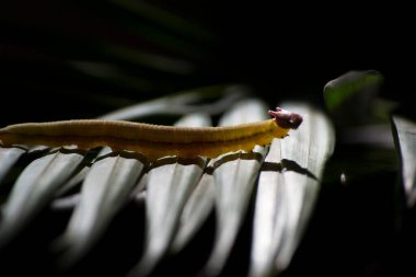 Opsiphanes invirae H., Nymphalidae familyasından bir kelebek türü..