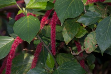 Acalypha hispida bitkileri (ayrıca kedi kuyruğu olarak da bilinir), Acalypha familyasından öforbiaceae familyasına ait bir çiçek türü..