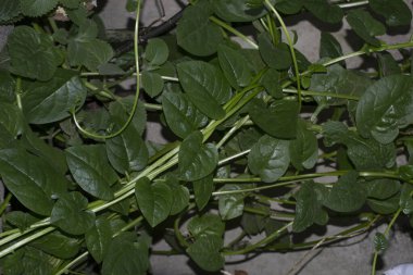 Bertalha (Basella alba) çiçekleri ve yaprakları Brezilya 'nın Rio de Janeiro şehrinde organik olarak yetişir.