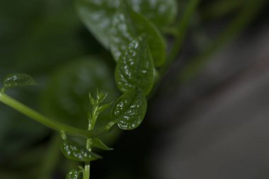 Bertalha (Basella alba) çiçekleri ve yaprakları Brezilya 'nın Rio de Janeiro şehrinde organik olarak yetişir.