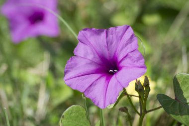 Ipomoea pedicellaris, genellikle geniş alanları kaplayan, genellikle birkaç metre uzunluğunda ve düğümlere kök salan uzun gövdeli bir bitkidir. Ortası daha koyu olan pembe yaprakları var..