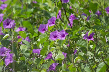 Ipomoea pedicellaris, genellikle geniş alanları kaplayan, genellikle birkaç metre uzunluğunda ve düğümlere kök salan uzun gövdeli bir bitkidir. Ortası daha koyu olan pembe yaprakları var..
