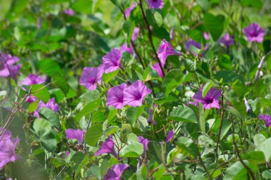Ipomoea pedicellaris, genellikle geniş alanları kaplayan, genellikle birkaç metre uzunluğunda ve düğümlere kök salan uzun gövdeli bir bitkidir. Ortası daha koyu olan pembe yaprakları var..