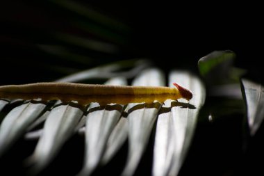 Opsiphanes invirae H., Nymphalidae familyasından bir kelebek türü..