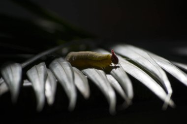 Opsiphanes invirae H., Nymphalidae familyasından bir kelebek türü..