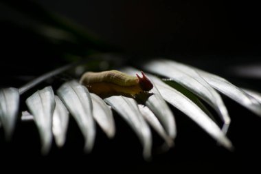 Opsiphanes invirae H., Nymphalidae familyasından bir kelebek türü..