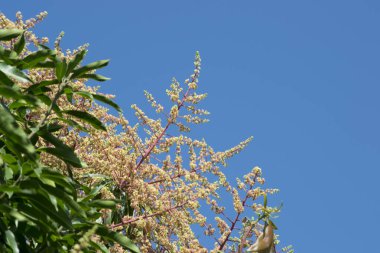 Mango ağacı ve çiçekleri (Mangifera indica 'Tommy Atkins') Brezilya 'nın Rio de Janeiro şehrinde yağmurlu bir günde organik olarak yetişir..