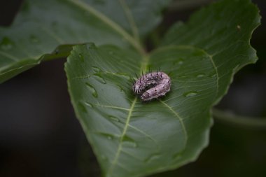 Tutku meyvesi tırtılı Agraulis vanilya (Nymphalidae: Heliconiinae: Heliconiini), çarkıfelek meyvesi bitkisinin yapraklarının altında bulunur..