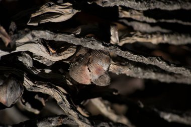 Cüce hindistan cevizi palmiyesinin (Cocos nucifera Dwarf) kuru ve kahverengi hindistan cevizi pedalı ve karpel).