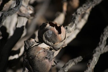 Cüce hindistan cevizi palmiyesinin (Cocos nucifera Dwarf) kuru ve kahverengi hindistan cevizi pedalı ve karpel).