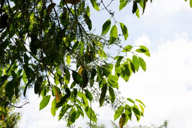 Jamelo 'nun gelişiminde çiçekler, yapraklar, dallar ve meyveler (Syzygium cumini), Rio de Janeiro, Brezilya.