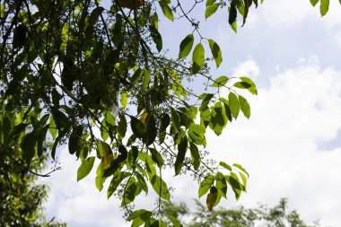 Jamelo 'nun gelişiminde çiçekler, yapraklar, dallar ve meyveler (Syzygium cumini), Rio de Janeiro, Brezilya.