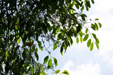 Jamelo 'nun gelişiminde çiçekler, yapraklar, dallar ve meyveler (Syzygium cumini), Rio de Janeiro, Brezilya.