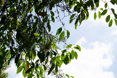 Jamelo 'nun gelişiminde çiçekler, yapraklar, dallar ve meyveler (Syzygium cumini), Rio de Janeiro, Brezilya.