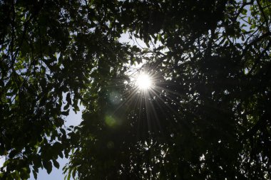 Jamelo 'nun gelişiminde çiçekler, yapraklar, dallar ve meyveler (Syzygium cumini), Rio de Janeiro, Brezilya.