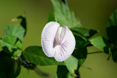 Çiçekler, yapraklar, Spurred Butterfly Bezelye bitkisinin dalları, yabani mavi sarmaşık, mavi çan (Centrosema virginianum), Rio de Janeiro, Brezilya.