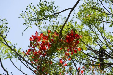 Delonix regia Raf, Portekiz flamboi, flamboi ya da acacia-rubra Brezilya 'nın Rio de Janeiro şehrinde yer alan bir ağaçtır..