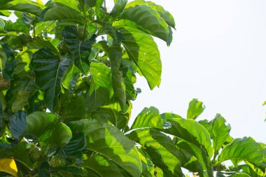 Çiçekler, yapraklar, dallar ve meyveler noni (Morinda citrifolia), Rio de Janeiro, Brezilya.