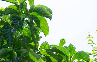 Çiçekler, yapraklar, dallar ve meyveler noni (Morinda citrifolia), Rio de Janeiro, Brezilya.