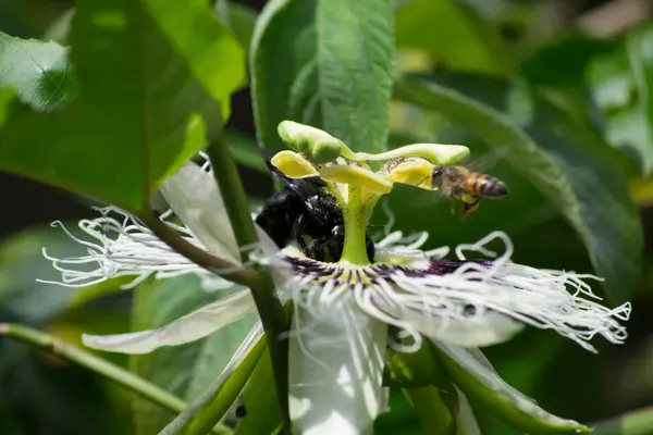 Tutku çiçeği (Passiflora edulis) Bombus atratus arısı ve Afrika arısı Apis mellifera scutellata tarafından tozlaştırılıyor.