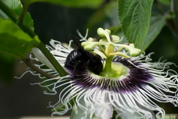 Tutku çiçeği (Passiflora edulis) Bombus atratus arısı ve Afrika arısı Apis mellifera scutellata tarafından tozlaştırılıyor.
