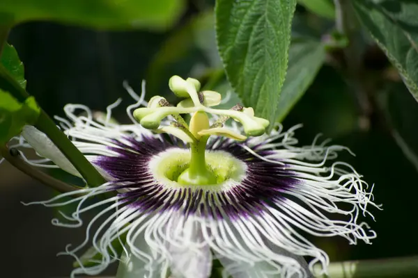Tutku çiçeği (Passiflora edulis) Bombus atratus arısı ve Afrika arısı Apis mellifera scutellata tarafından tozlaştırılıyor.