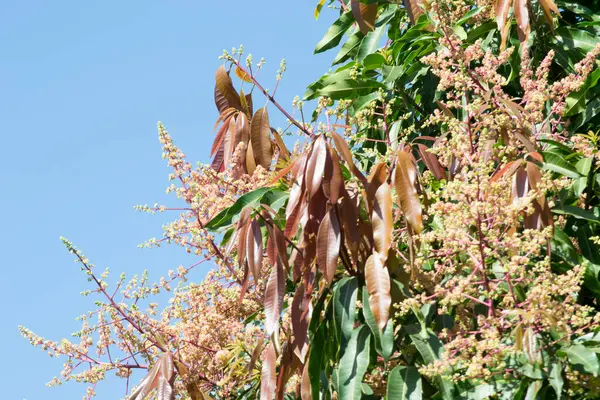 Brezilya 'nın Rio de Janeiro şehrinde yağmurlu bir günde organik yetişmiş mango ve çiçekleri (Mangifera indica' Tommy Atkins ').