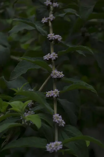 Brezilya 'nın Rio de Janeiro şehrinde bulunan Afrika bal arısı (Apis mellifera scutellata) limon merhemi yapraklarını ve leylak çiçeklerini döller..