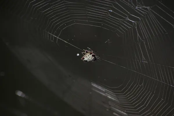 Gasteracantha cancriforis, Amerika Birleşik Devletleri 'nde yaygın olarak görülen bir örümcek türüdür. Gasteracantha ismi Yunanca sözcüklerden türemiştir.