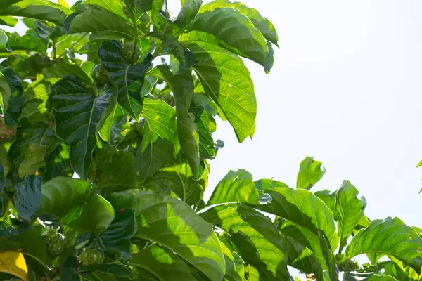 Çiçekler, yapraklar, dallar ve meyveler noni (Morinda citrifolia), Rio de Janeiro, Brezilya.