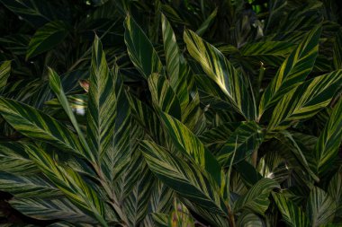 Çiçekler, yapraklar, Alpinia zerumbet dalları (sarı karides) bitkisi, Rio de Janeiro, Brezilya.