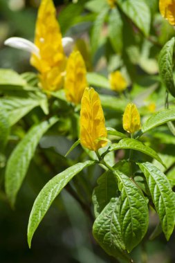 Çiçekler, yapraklar, Pachystachys lutea (sarı karides) bitkisinin dalları, Rio de Janeiro, Brezilya.