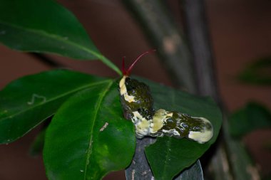 Papilio kresphontes kelebeğinin tırtıl sahnesi Rio de Janeiro, Brezilya.