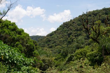 Apia, So Paulo, Brezilya 'daki Atlantik Ormanı manzarası.