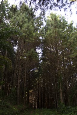 Apia, So Paulo, Brezilya 'daki Çam ağaçlarının (Pinus elliottii) yolu..