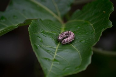 Tutku meyvesi tırtılı Agraulis vanilya (Nymphalidae: Heliconiinae: Heliconiini), çarkıfelek meyvesi bitkisinin yapraklarının altında bulunur..