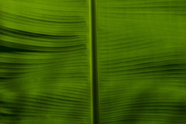 Organik tarımda muz yaprağı Prata 'nın (Musa sp) damarlarını gösteren detaylar.