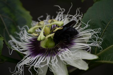 Tutku çiçeği (Passiflora edulis) Bombus atratus arısı ve Afrika arısı Apis mellifera scutellata tarafından tozlaştırılıyor.
