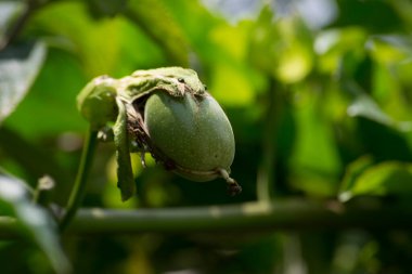 Tutku meyvesi çiçeğinden yeni salınan yeşil meyve (taze meyve) hala stigma içerir.